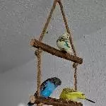 Yay, eine Gruppenschaukel!