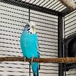 unser Captain Caruso