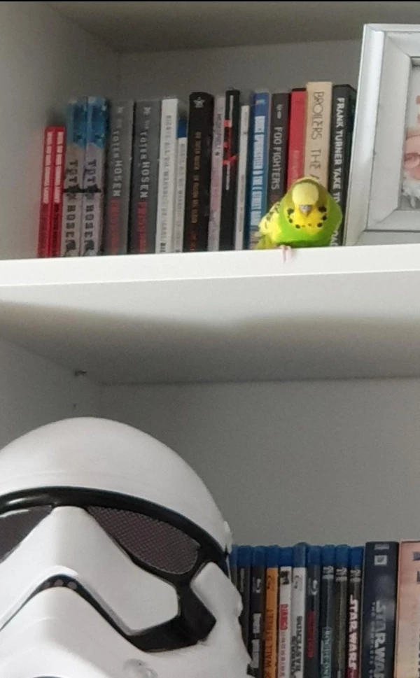 Wellensittich-Bild: Von hier kann man bequem gucken, was die Felos den ganzen Tag so machen.