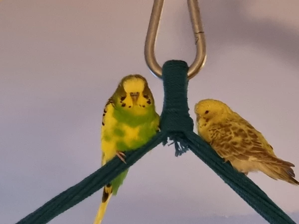 Wellensittich-Bild: Pau und Kili sind erschöpft nach einem Tag mit vielen Flugmanövern und rumgetobe.
