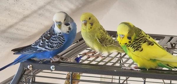Wellensittich-Bild: Wenn mal wieder die wöchentliche Lästerrunde über die Felos ansteht..
