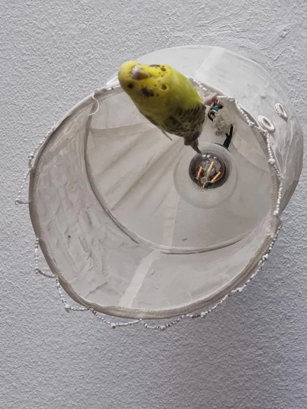 Wellensittich-Bild: Die wichtige Frage ist: Paulina, warum meine Lampe? .- Da sitzt man nichts Böses ahnend auf dem Sofa und plötzlich regnet es Perlen und dieses Bündel der gespielten Unschuld schaut auf einen hinab.