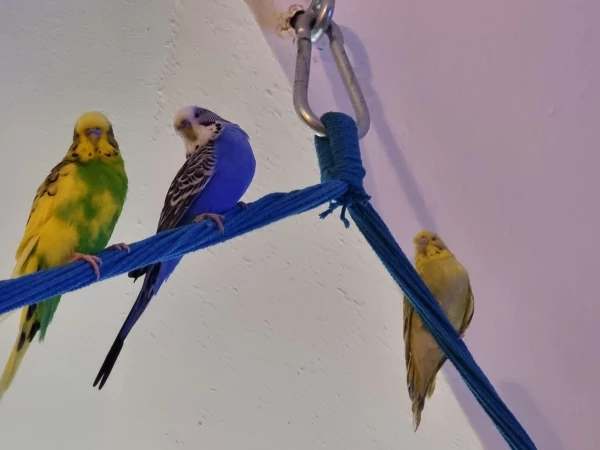 Wellensittich-Bild: Freiflug für die Drei von der Tanke