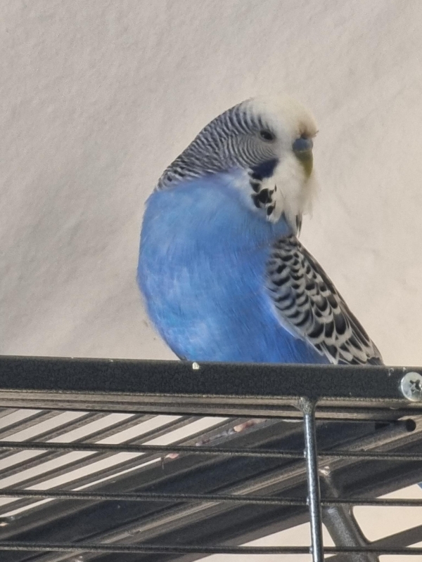 Sammy