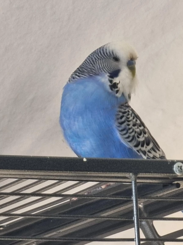 Wellensittich-Bild: Sammy macht eine kurze Freiflugpause am späten Nachmittag..