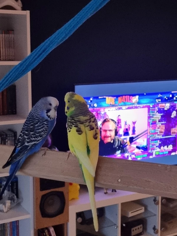 Wellensittich-Bild: Kili und Sammy schauen mit mir den Freitagslivestream (und sehen verdammt süß dabei aus)