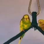 Schläfrige Vögelchen
