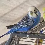 Vogel-Meeting auf dem Dach