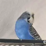 Im blue, dabadee
