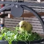 Spaß mit Vogelmiere