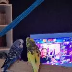 Peanut Gallery