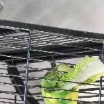 Kili und der Salat