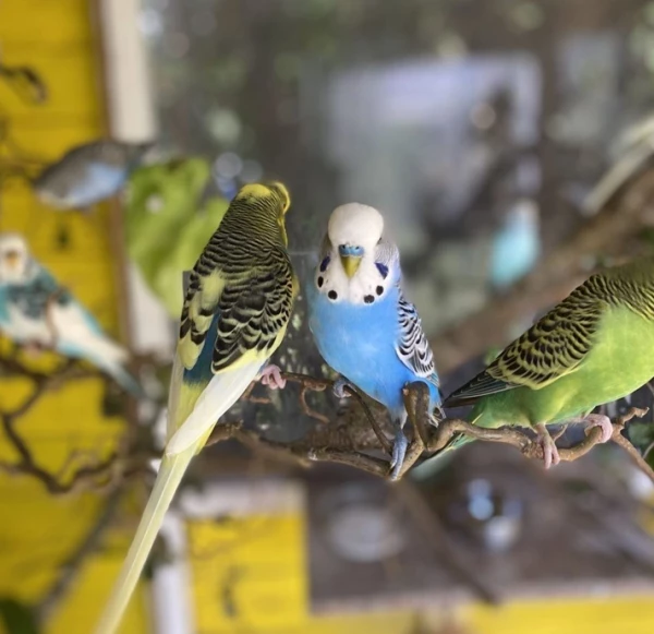 Wellensittich-Bild: Im Hintergrund Rambo und Wölkchen und gerade am verschwinden -> Greeny