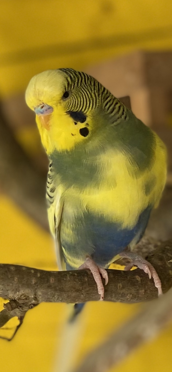 PHPSESSID