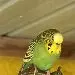 Greeny