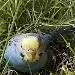 Ramboline