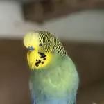 Ari im Profil