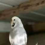 Meine Cloudine