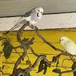 2 Damen und 1 Jungtier