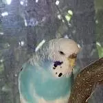 Wölkchens böser Blick
