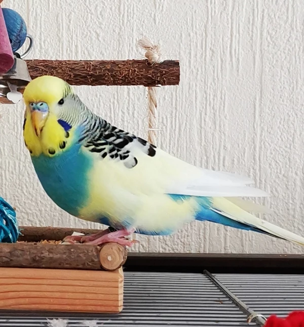 Wellensittich-Bild: Mal schauen, ob es hier irgendwo noch ein paar Leckerlis gibt..