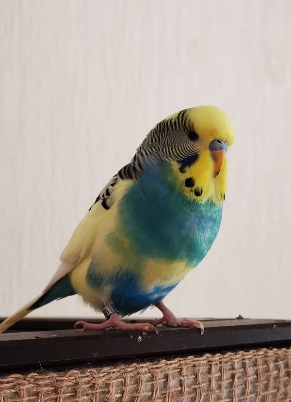 Wellensittich-Bild: Nur noch auf Kumpel Charlie warten, dann gehts los.