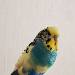Flip, zum Abflug bereit