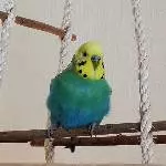 Charlie macht sich auf der Schaukel breit