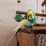 Flip auf dem Käfig 