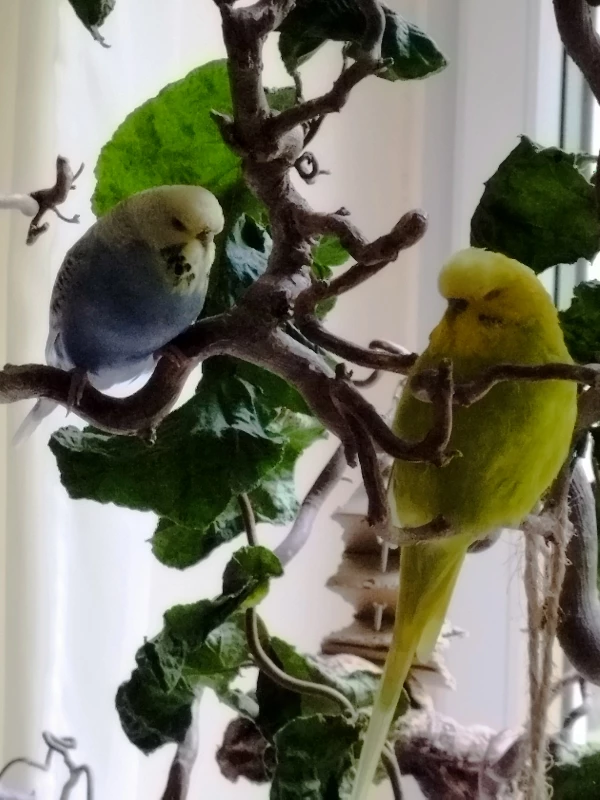 Wellensittich-Bild: Erst mal ausruhen 
