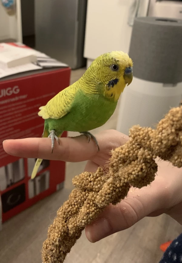 Wellensittich-Bild: Zorro mit seinem ungesunden Lieblingssnack