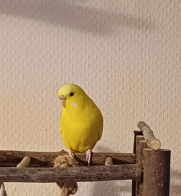 Wellensittich-Bild: Das ist Sunny 