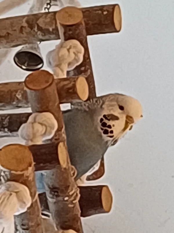 Wellensittich-Bild: Balu ist jetzt immer mit von der Partie 