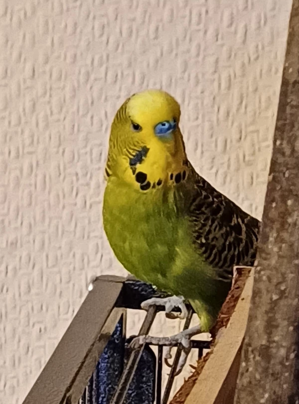 Wellensittich-Bild: Das ist Sammy