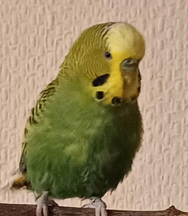 Pucky