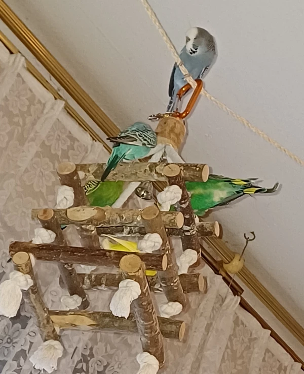 Wellensittich-Bild: 5 meiner 6 Rabauken haben sehr viel Spaß beim Täglichen Freiflug. 