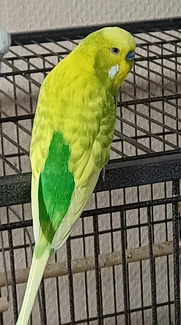 Wellensittich-Bild: Das ist der Jüngste in der Gruppe, Lemon ist sein Name. 