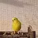 Sunny