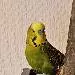 Samy