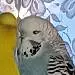 Balu
