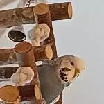 Ausruhen  beim Freiflug 