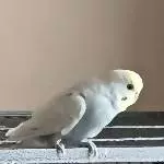 Chino unser Spaßvogel