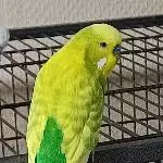Frech wie Oskar 