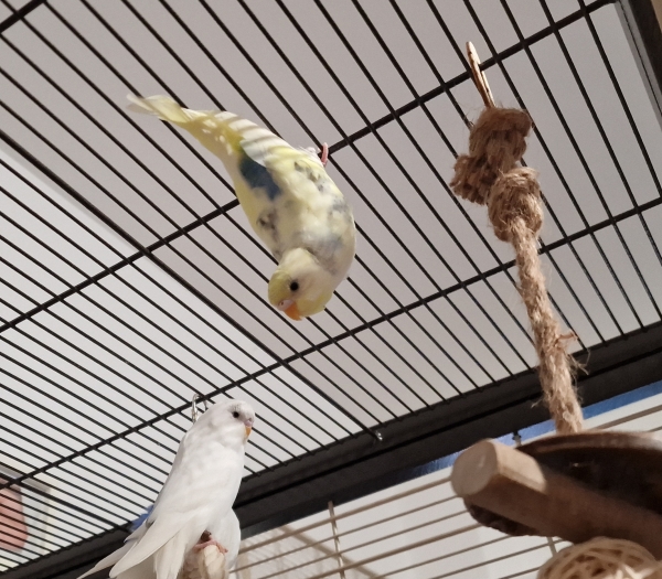 Fleckchen