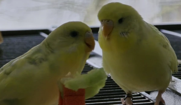 Wellensittich-Bild: du, hör mal, sone Gurke is schon lecker