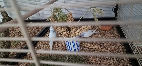 Wellensittich-Bild: Endlich haben sie den Grund der Voliere gefunden :D 
Snowy ist neugieriger und Bluey kommt dann immer hinterher