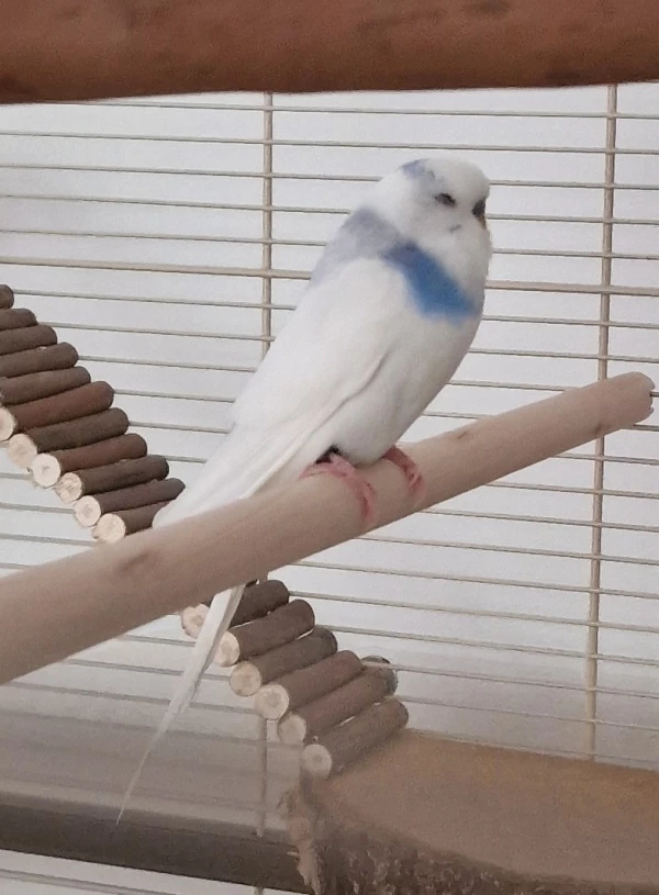 Wellensittich-Bild: Das ist Bluey, noch ein wenig schüchtern am 2ten Tag
