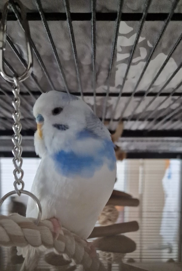Wellensittich-Bild: Irgendwie hab ich das Gefühl, das es nicht bei dem bisschen blau bleibt :D