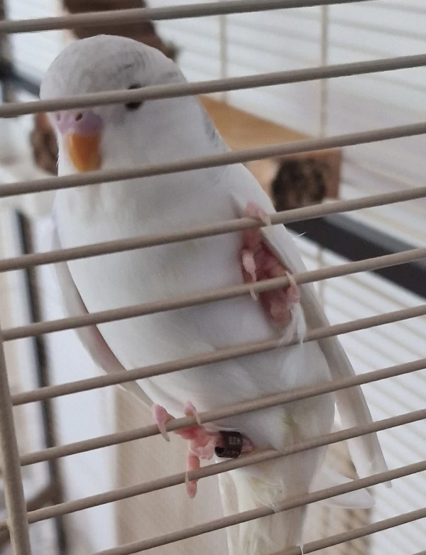 Wellensittich-Bild: Das ist Snowy :D 