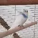 Bluey